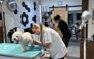 Професия грумър – предимства и недостатъци